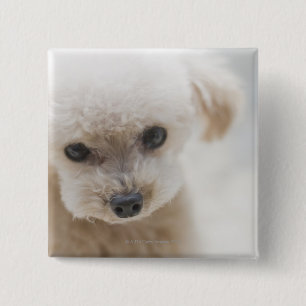 Badge Carré 5 Cm caniche de jouet