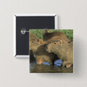 Badge Carré 5 Cm Capybara, Hydrochaeris hydrochaeris), du monde (Devant & derrière)