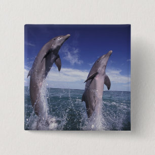 Badge Carré 5 Cm Caraïbes, dauphins Tursiops