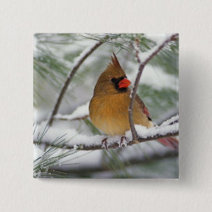 Badge Carré 5 Cm Cardinal du Nord femelle dans un pin enneigé,