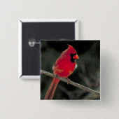 Badge Carré 5 Cm Cardinal rouge perché sur une branche d'arbre (Devant & derrière)