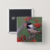 Badge Carré 5 Cm Carolina Chickadee (Devant & derrière)