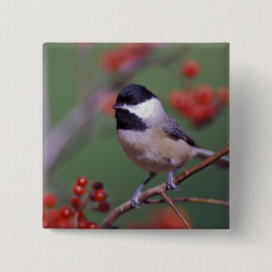 Badge Carré 5 Cm Carolina Chickadee (Devant)