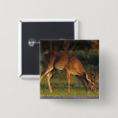 Badge Carré 5 Cm Cerf à queue blanche, Odocoileus virginianus (Devant & derrière)