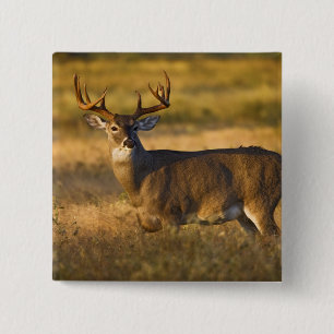 Badge Carré 5 Cm Cerf à queue blanche (Odocoileus virginianus) adul