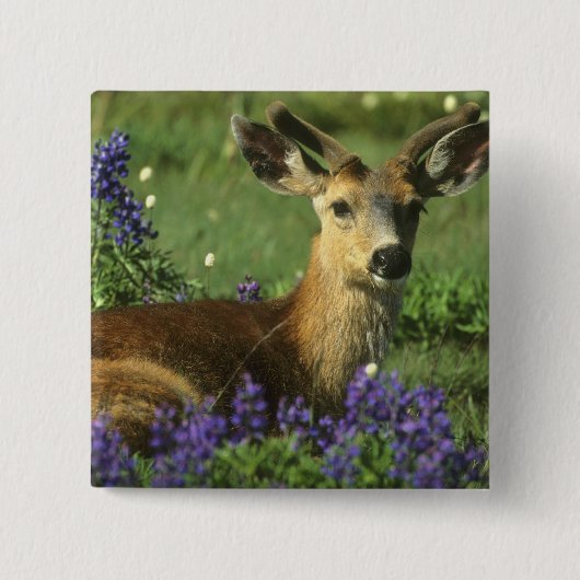 Badge Carré 5 Cm Cerf à queue noire, Odocoileus hemionus (Devant)