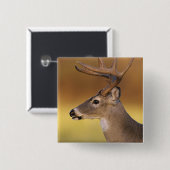 Badge Carré 5 Cm Cerf de Virginie, Odocoileus virginianus, (Devant & derrière)