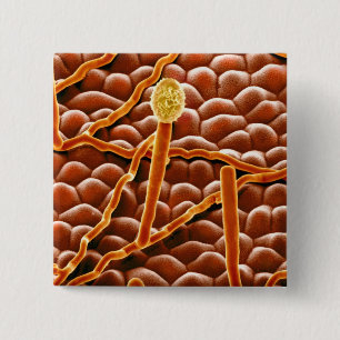 Badge Carré 5 Cm Champignon de rouille pulvérulente sur la