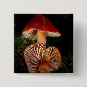 Badge Carré 5 Cm Champignons Scarlet Waxcap
