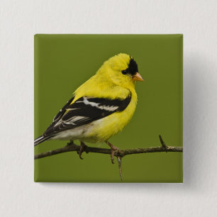 Badge Carré 5 Cm Chardonneret jaune mâle en plumage nuptial,