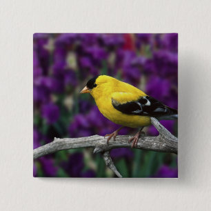 Badge Carré 5 Cm Chardonneret mâle, en plumage d'été,