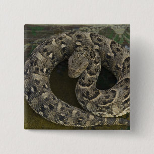 Badge Carré 5 Cm Charmeur de serpents Puff-adder d'Afrique Bitis