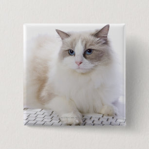 Badge Carré 5 Cm Chat de Ragdoll sur le clavier