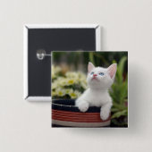 Badge Carré 5 Cm Chaton blanc turc (Devant & derrière)