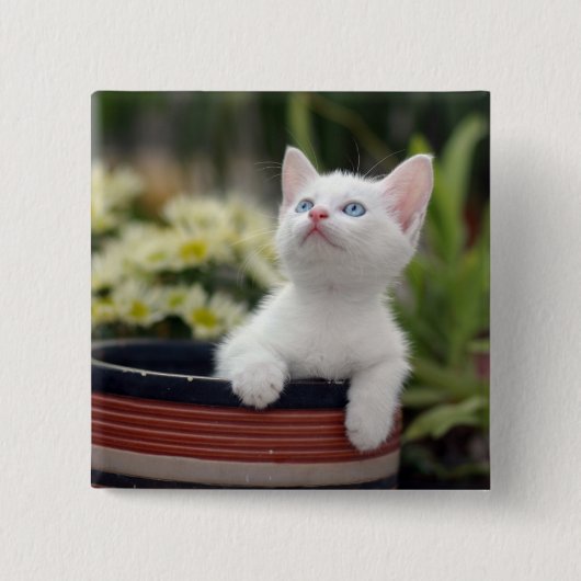 Badge Carré 5 Cm Chaton blanc turc (Devant)
