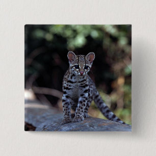 Badge Carré 5 Cm Chaton de Margay (wiedi de Felis) dans l'arbre