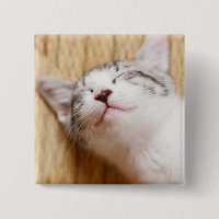Chaton de sommeil
