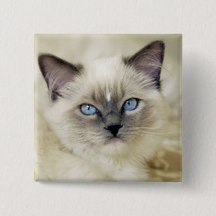 Badge Carré 5 Cm chaton Ragdoll