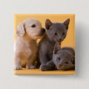 Badge Carré 5 Cm Chatons et chiots bleus russes de teckel