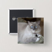 Badge Carré 5 Cm Chatte Ragdoll (Devant & derrière)