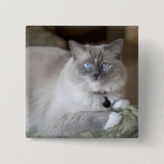 Badge Carré 5 Cm Chatte Ragdoll (Devant)
