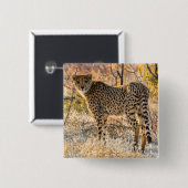 Badge Carré 5 Cm Cheetah regarde autour de lui (Devant & derrière)