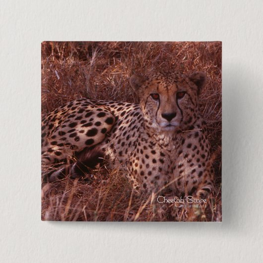 Badge Carré 5 Cm Cheetah Stare (Devant)