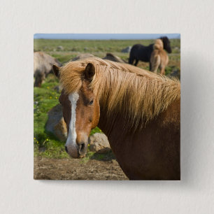 Badge Carré 5 Cm Chevaux islandais dans le nord-est de l'Islande.