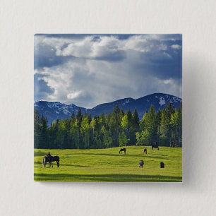 Badge Carré 5 Cm Chevaux paissent dans un pâturage près de Whitefis