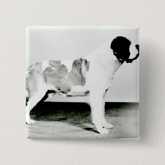 Badge Carré 5 Cm Chien de St Bernard (Devant)
