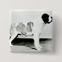 Chien de St Bernard