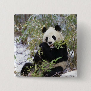 Badge Carré 5 Cm Chine, province du Sichuan. Le panda géant se nour