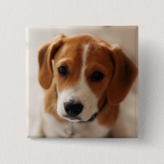 Badge Carré 5 Cm Chiot 2 de beagle (Devant)