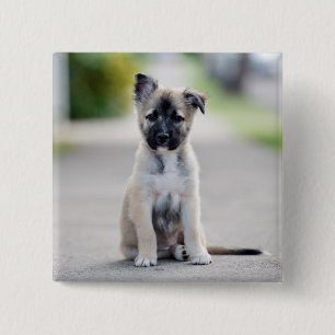 Badge Carré 5 Cm Chiot allemand sur le sentier de randonnée