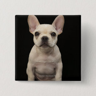 Badge Carré 5 Cm Chiot crème de bouledogue français
