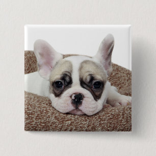Badge Carré 5 Cm Chiot de bouledogue français se situant dans un