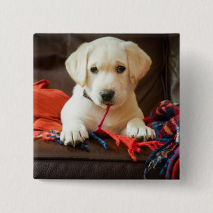 Badge Carré 5 Cm Chiot des images de Getty sur un sofa