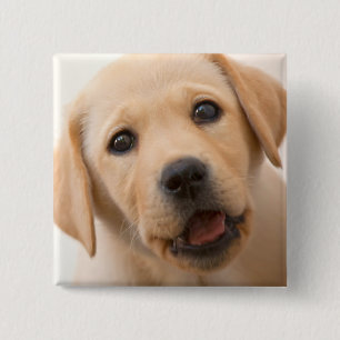 Badge Carré 5 Cm Chiot d'or de Labrador