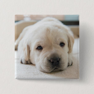 Badge Carré 5 Cm Chiot doré du Labrador