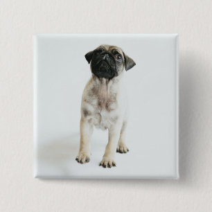 Badge Carré 5 Cm Chiot mignon de carlin