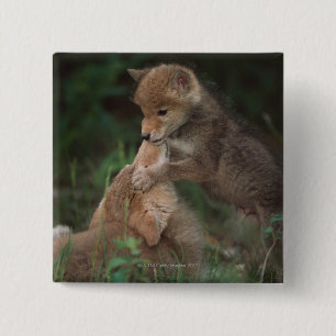 Badge Carré 5 Cm Chiots de coyote luttant (Canis Latrans)
