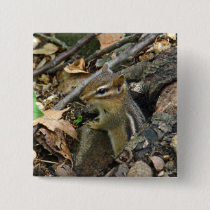 Badge Carré 5 Cm Chipmunk oriental - Tamias striatus