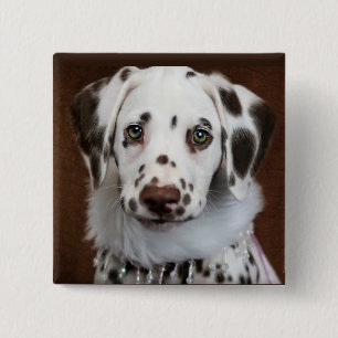 Badge Carré 5 Cm Cinnabon Dalmatien