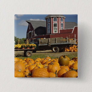 Badge Carré 5 Cm Citrouilles dans une ferme en automne près de Conc