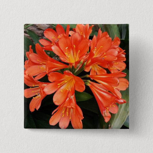 Badge Carré 5 Cm Clivia Miniata - La Belle Fleur Orange (Devant)