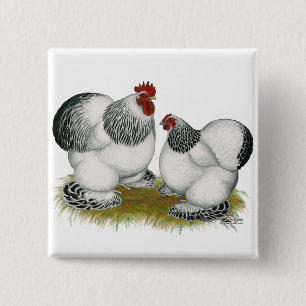 Badge Carré 5 Cm Cochins : Coqs nains colombiens