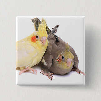 Badge Carré 5 Cm Cockatiels