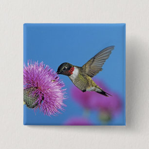 Badge Carré 5 Cm Colibri à gorge rubis