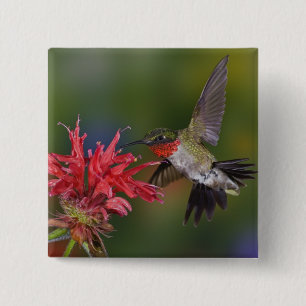 Badge Carré 5 Cm Colibri à gorge rubis mâle