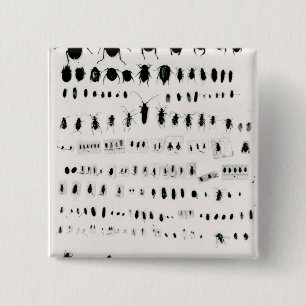 Badge Carré 5 Cm Collection de l'insecte de Darwin